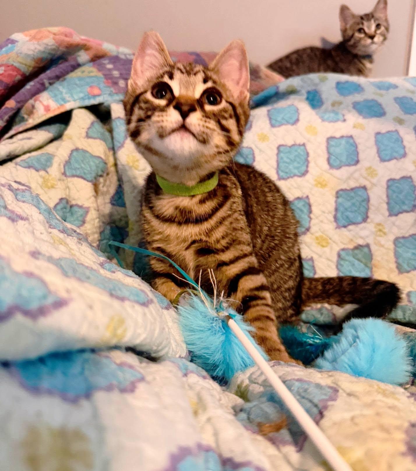 Bert, adopted, Young Male Domestic Short Hair.