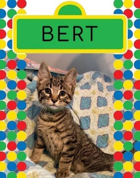 Bert, an adopted Domestic Short Hair in Spencerville, ON image 6/6