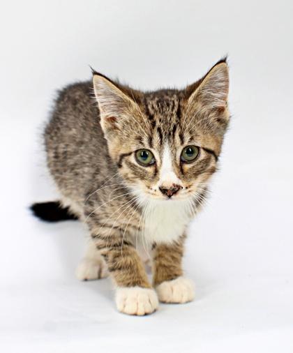 Enlarge Verna, a Adoptable mixed breed in Morton Grove, IL image 1/1
