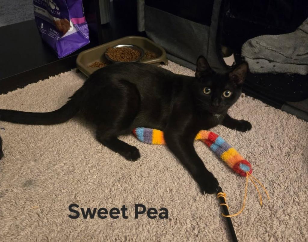 Sweet Pea, a Adoptable mixed breed in Parkville, MD image 1/2