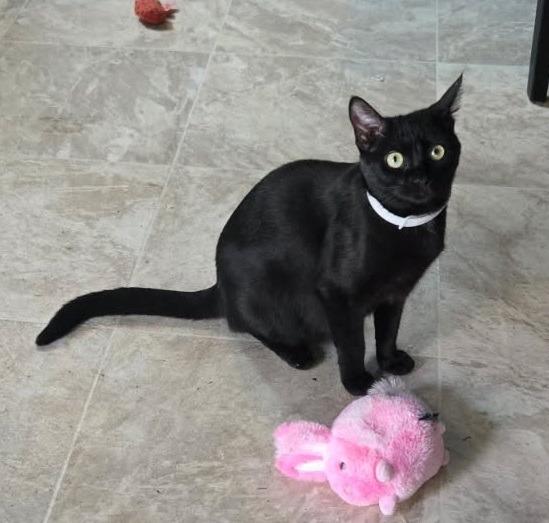 Sweet Pea, a Adoptable mixed breed in Parkville, MD image 2/2