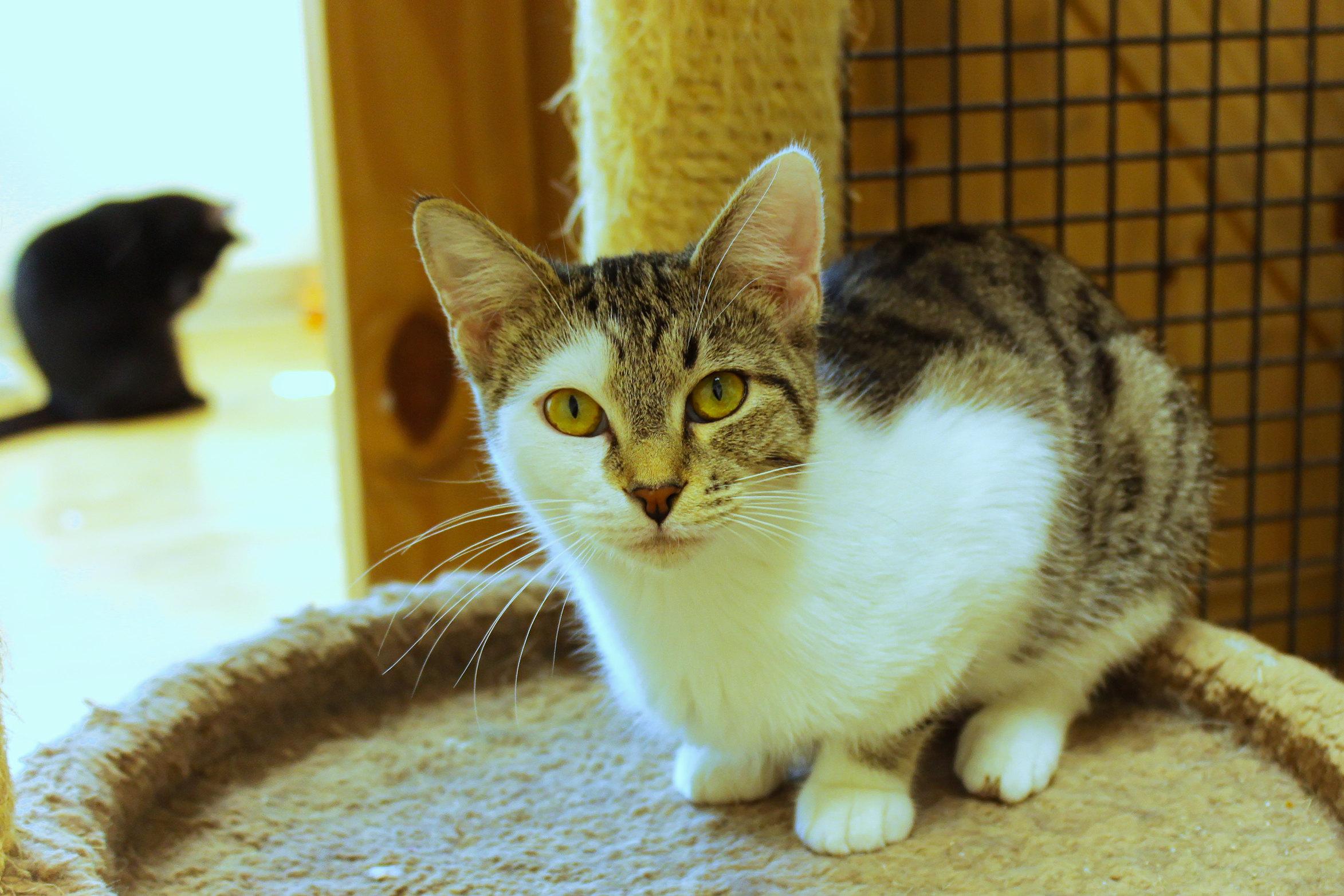 Enlarge Princess, an adopted Domestic Short Hair in Urbana, OH image 1/6