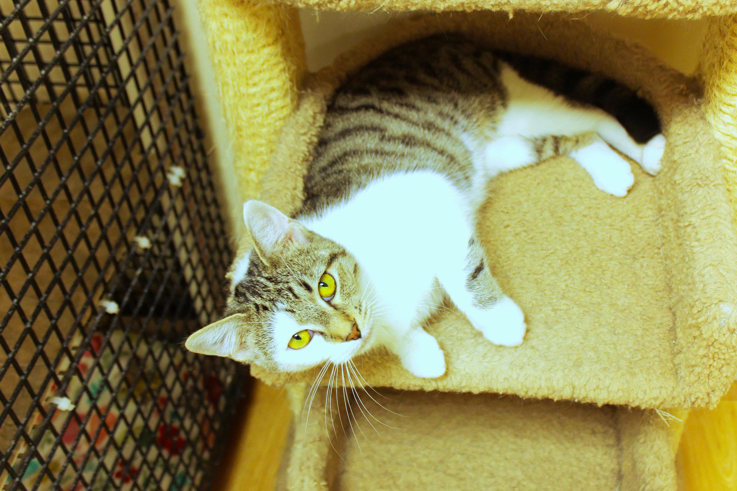 Enlarge Princess, an adopted Domestic Short Hair in Urbana, OH image 5/6