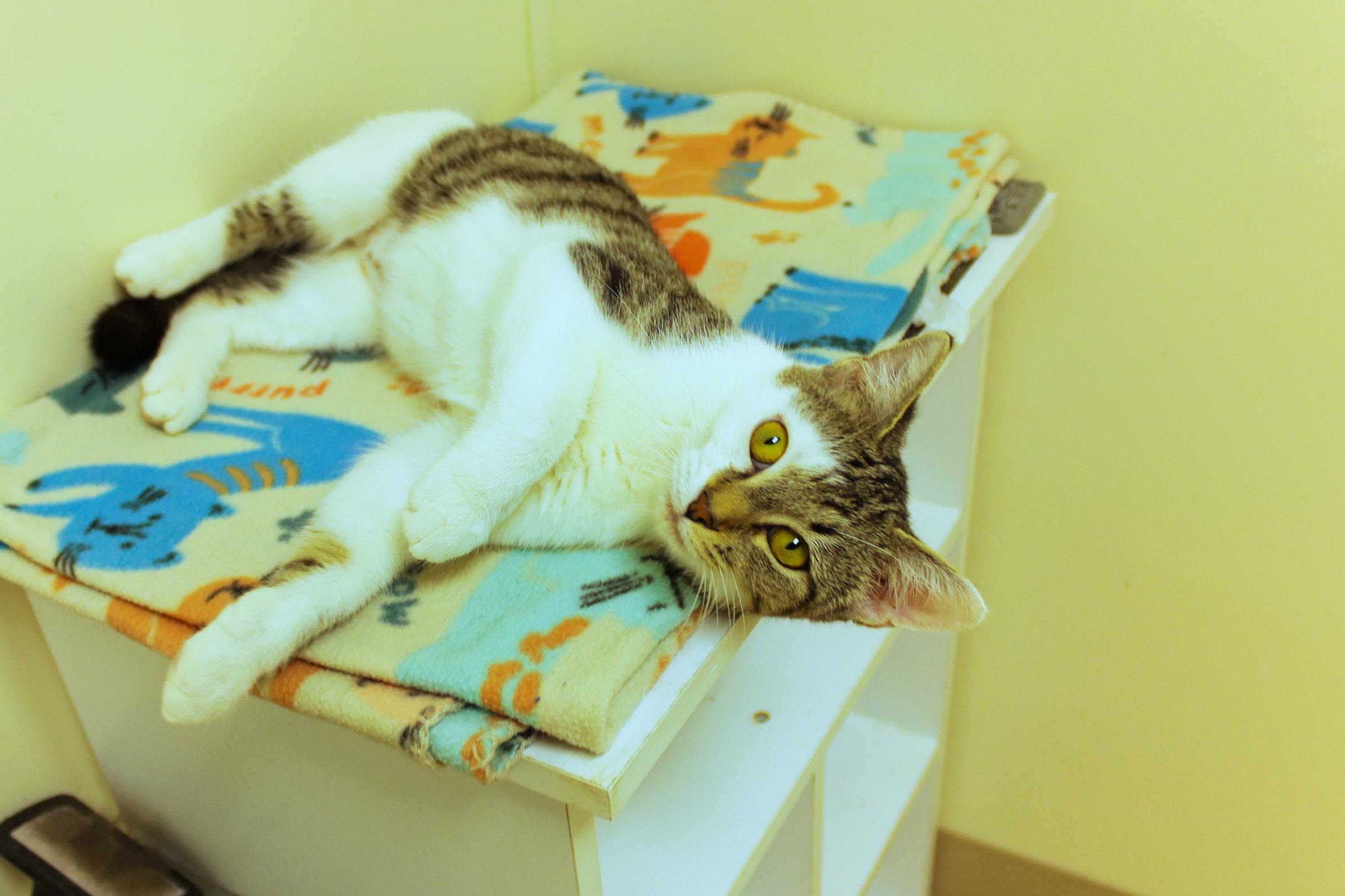 Enlarge Princess, an adopted Domestic Short Hair in Urbana, OH image 3/6