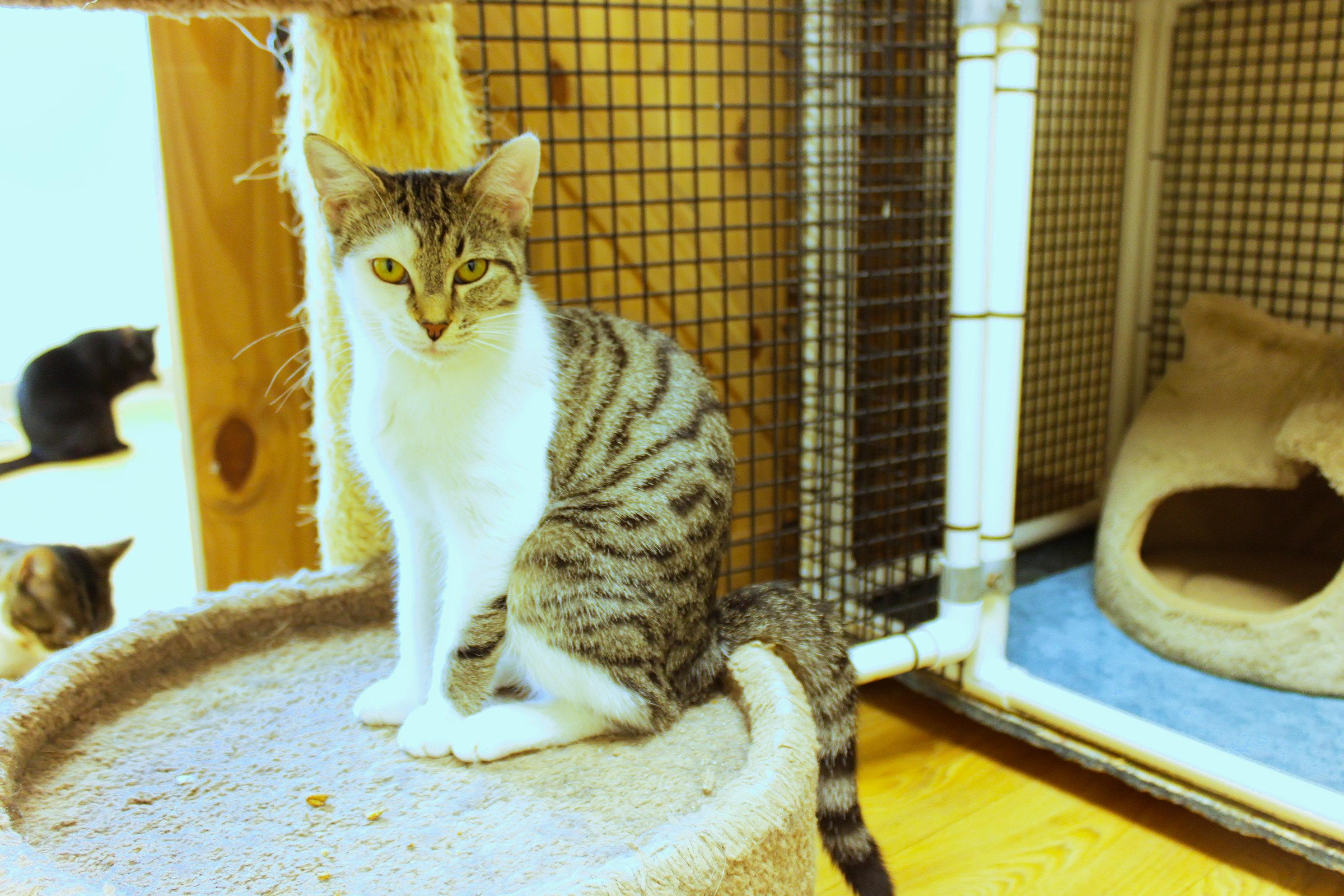 Enlarge Princess, an adopted Domestic Short Hair in Urbana, OH image 2/6