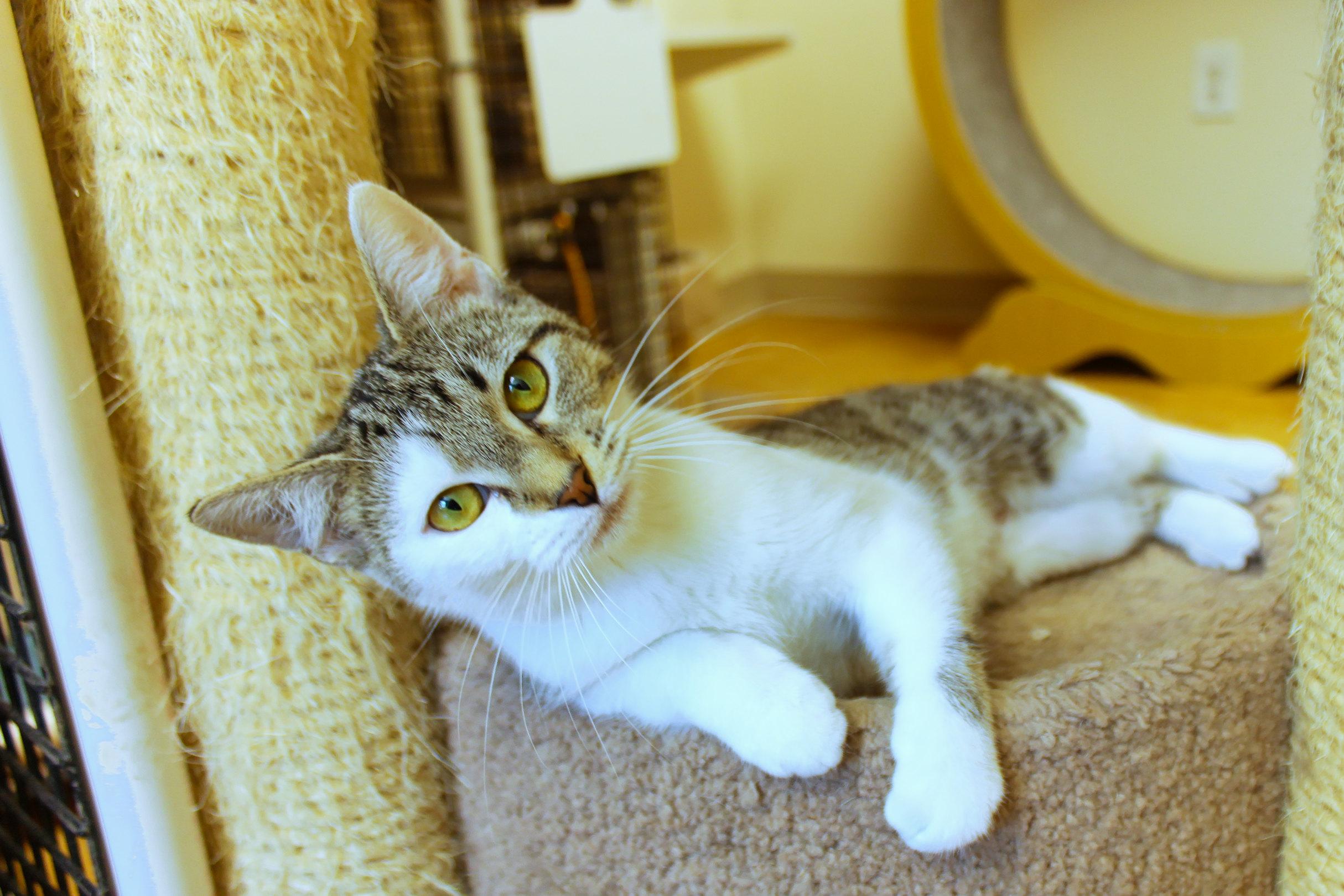 Enlarge Princess, an adopted Domestic Short Hair in Urbana, OH image 4/6