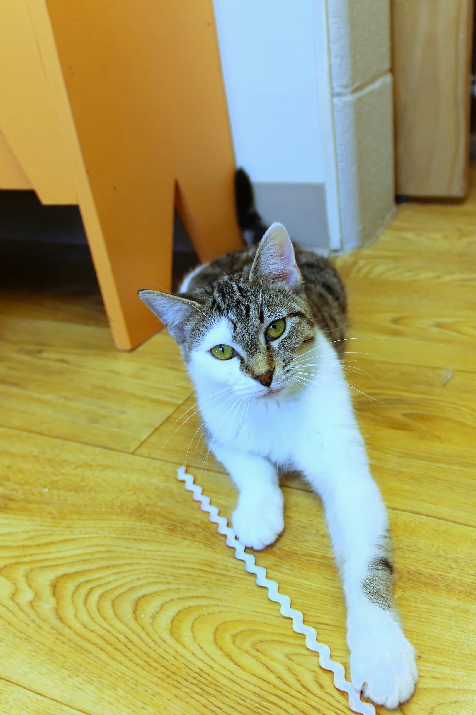 Enlarge Princess, an adopted Domestic Short Hair in Urbana, OH image 6/6