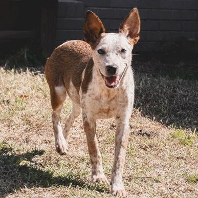 Enlarge Roo, a ADOPTABLE mixed breed in The Colony, TX image 2/3