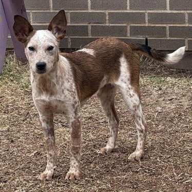 Roo, ADOPTABLE, Young Female Australian Cattle Dog / Blue Heeler & Coonhound.