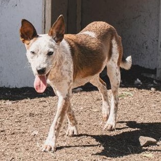 Enlarge Roo, a ADOPTABLE mixed breed in The Colony, TX image 3/3