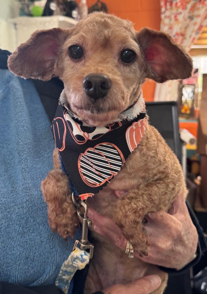 Enlarge Bently, a Adoptable Poodle in Crandon, WI image 1/1