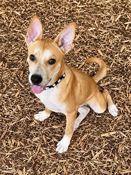 Enlarge Law, a Adoptable mixed breed in Cumming, GA image 1/3