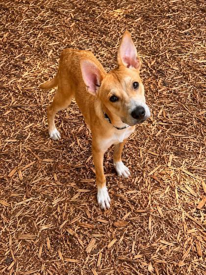 Enlarge Law, a Adoptable mixed breed in Cumming, GA image 2/3
