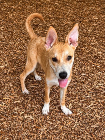 Enlarge Law, a Adoptable mixed breed in Cumming, GA image 3/3