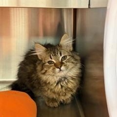 Enlarge Delilah , a ADOPTABLE Domestic Long Hair in Liberty, MO image 2/5