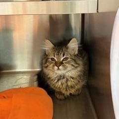 Enlarge Delilah , a ADOPTABLE Domestic Long Hair in Liberty, MO image 4/5