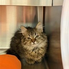 Enlarge Delilah , a ADOPTABLE Domestic Long Hair in Liberty, MO image 3/5