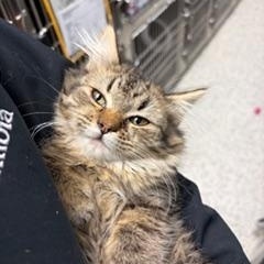 Delilah , ADOPTABLE, Kitten Female Domestic Long Hair.