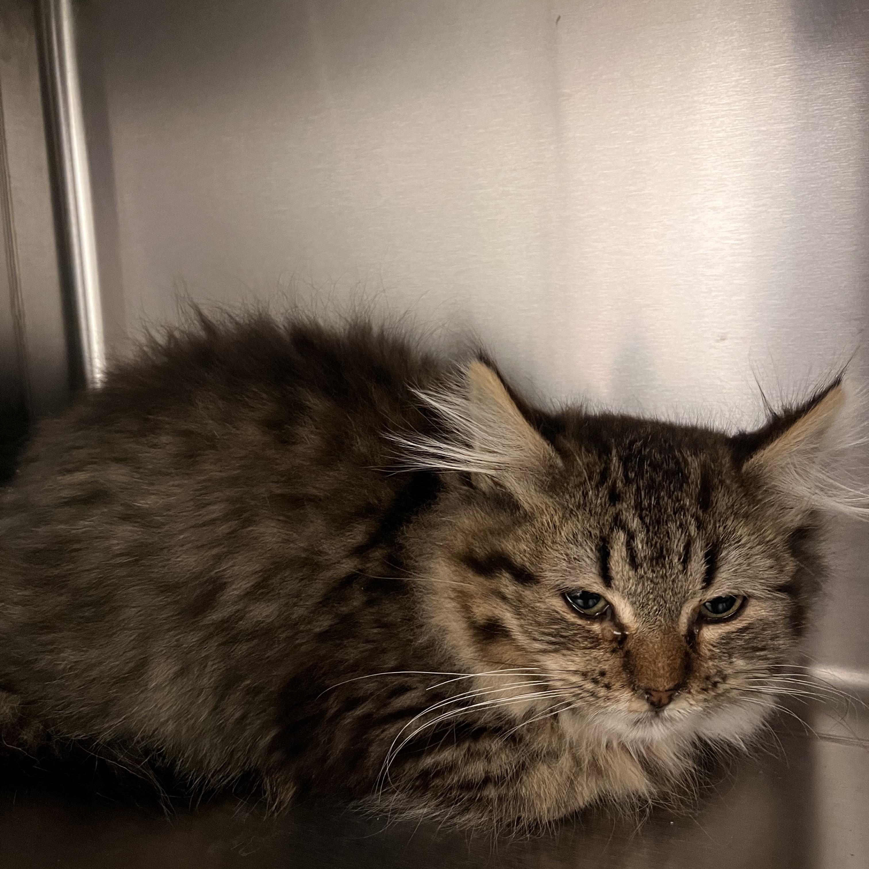 Enlarge Delilah , a ADOPTABLE Domestic Long Hair in Liberty, MO image 5/5