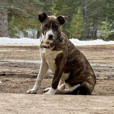 Enlarge Tess, a Adoptable mixed breed in Brainerd, MN image 1/4