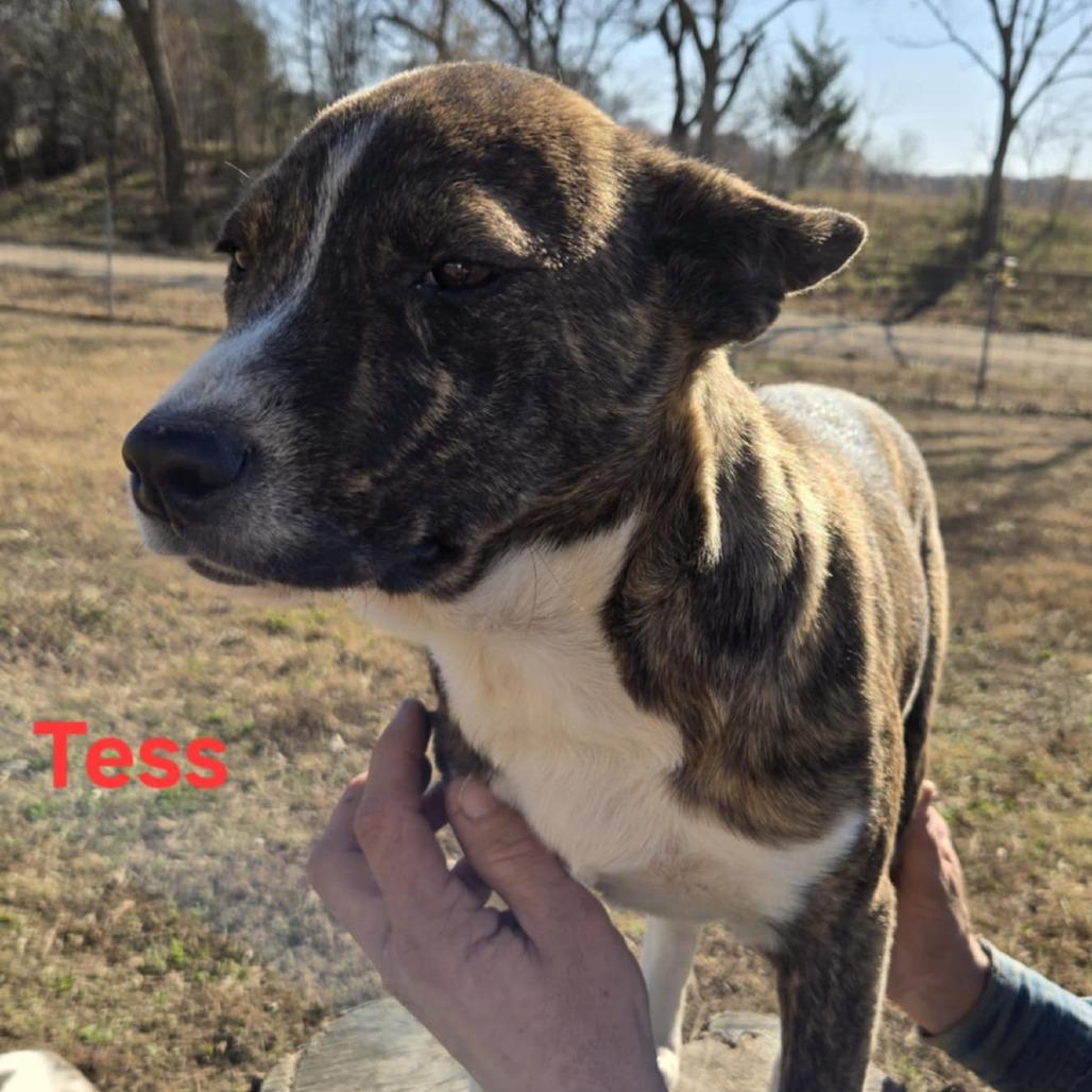 Enlarge Tess, a Adoptable mixed breed in Brainerd, MN image 2/4