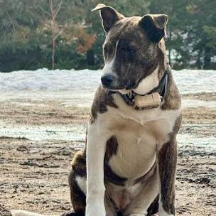 Enlarge Tess, a Adoptable mixed breed in Brainerd, MN image 3/4