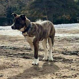 Enlarge Tess, a Adoptable mixed breed in Brainerd, MN image 4/4