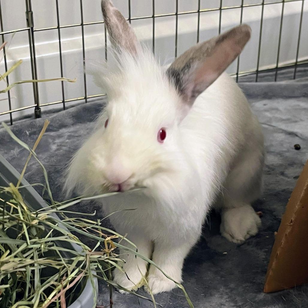 Dr. Trinity Santos, Adoptable, Young Female Lionhead.