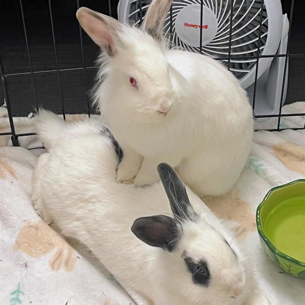 Enlarge Dr. Trinity Santos, a Adoptable Lionhead in Richmond, CA image 2/6