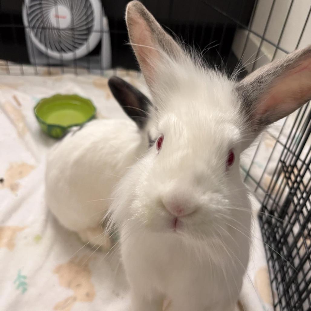 Enlarge Dr. Trinity Santos, a Adoptable Lionhead in Richmond, CA image 3/6