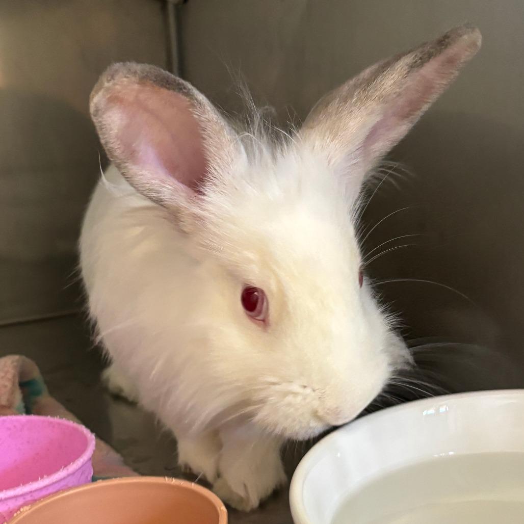 Enlarge Dr. Trinity Santos, a Adoptable Lionhead in Richmond, CA image 4/6