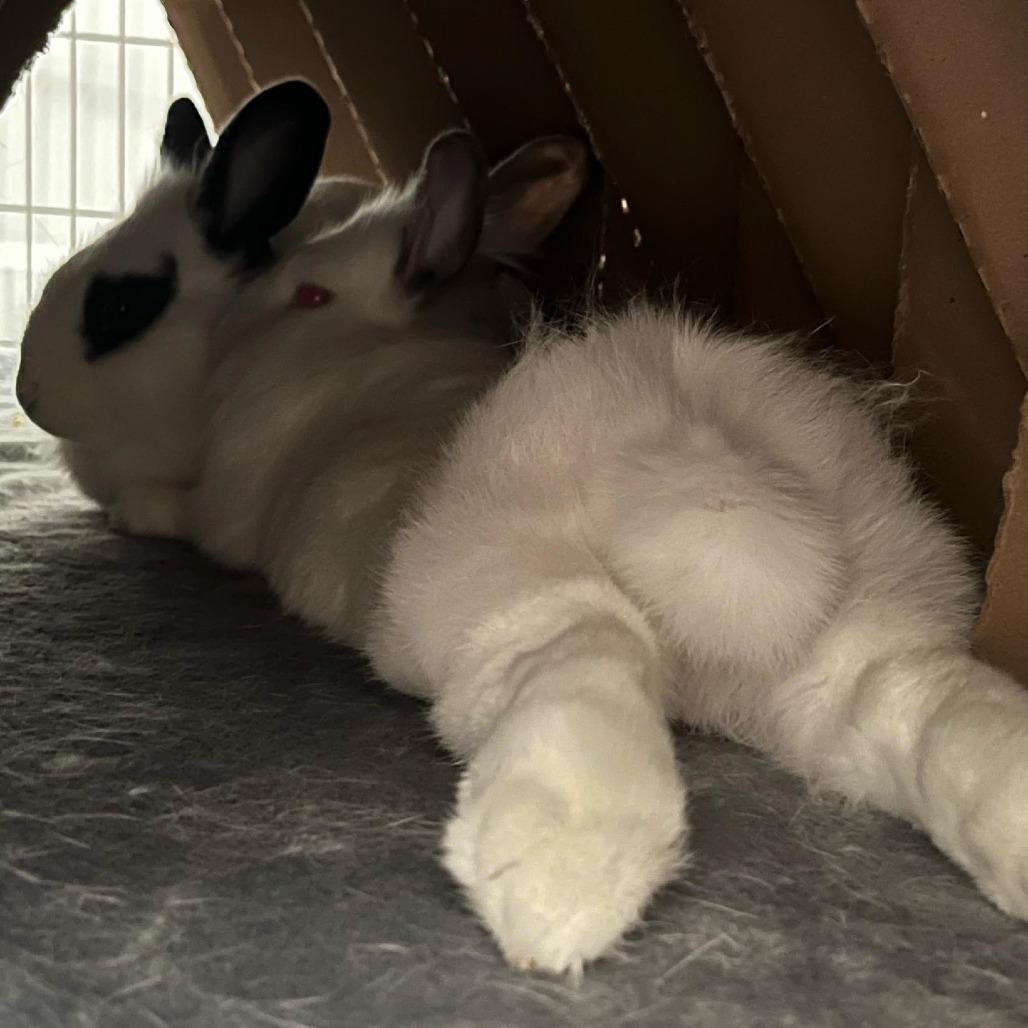 Enlarge Dr. Trinity Santos, a Adoptable Lionhead in Richmond, CA image 6/6