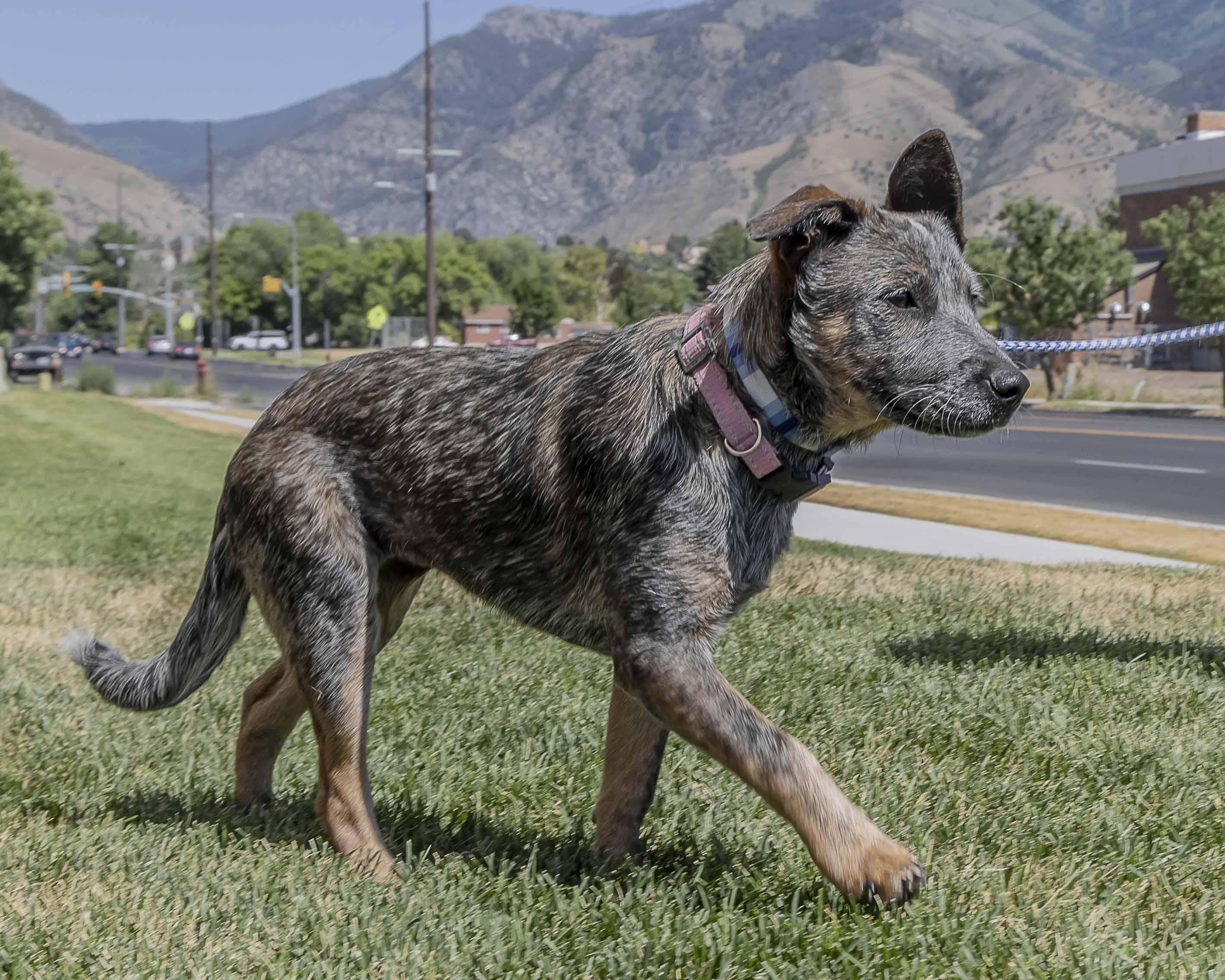 Doobie, an adoptable Australian Cattle Dog / Blue Heeler in Millville, UT, 84326 | Photo Image 3