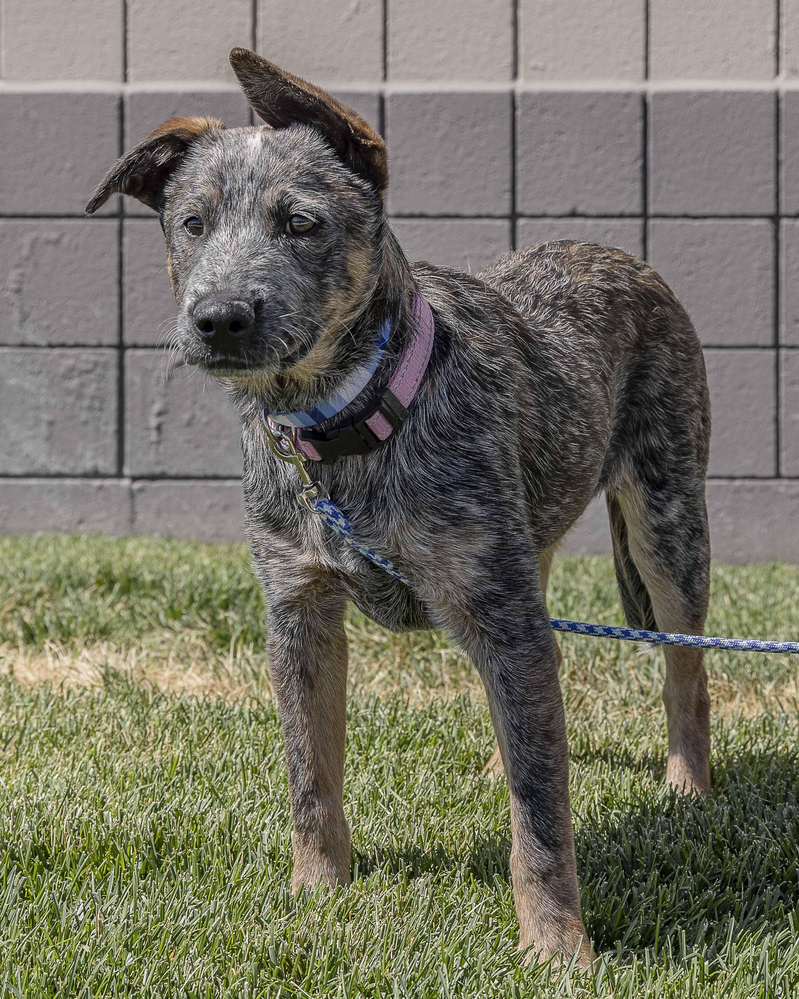 Doobie, an adoptable Australian Cattle Dog / Blue Heeler in Millville, UT, 84326 | Photo Image 1