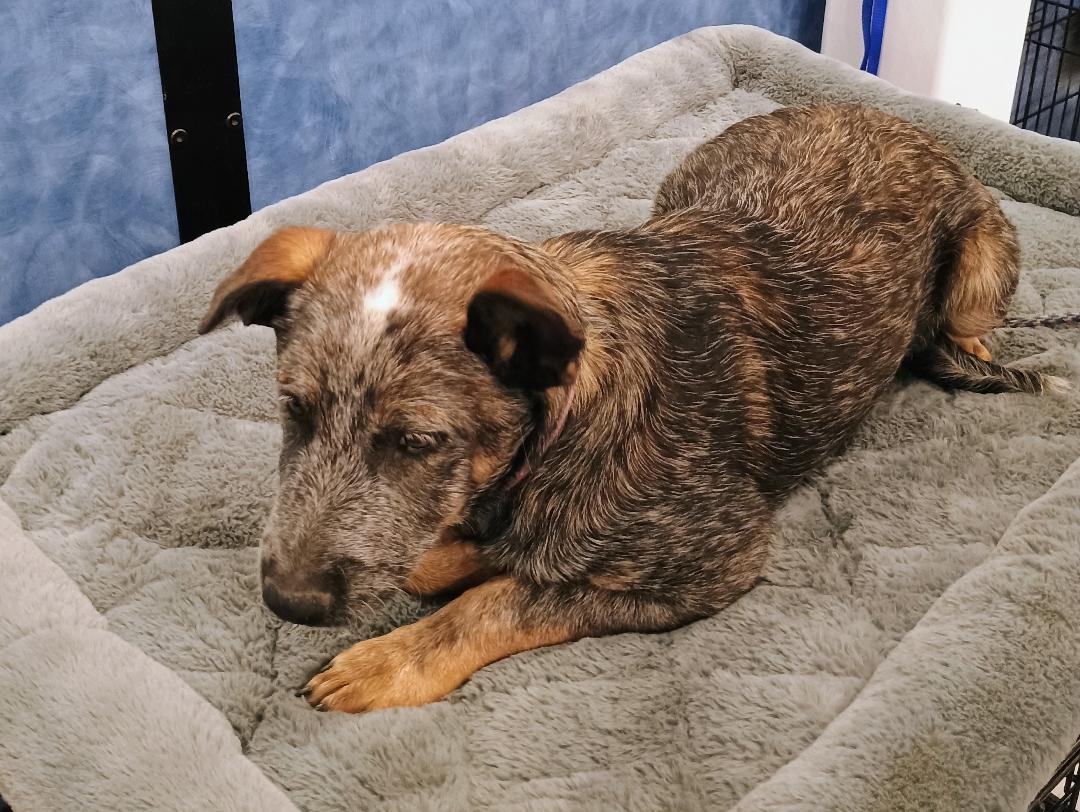 Doobie, an adoptable Australian Cattle Dog / Blue Heeler in Millville, UT, 84326 | Photo Image 4