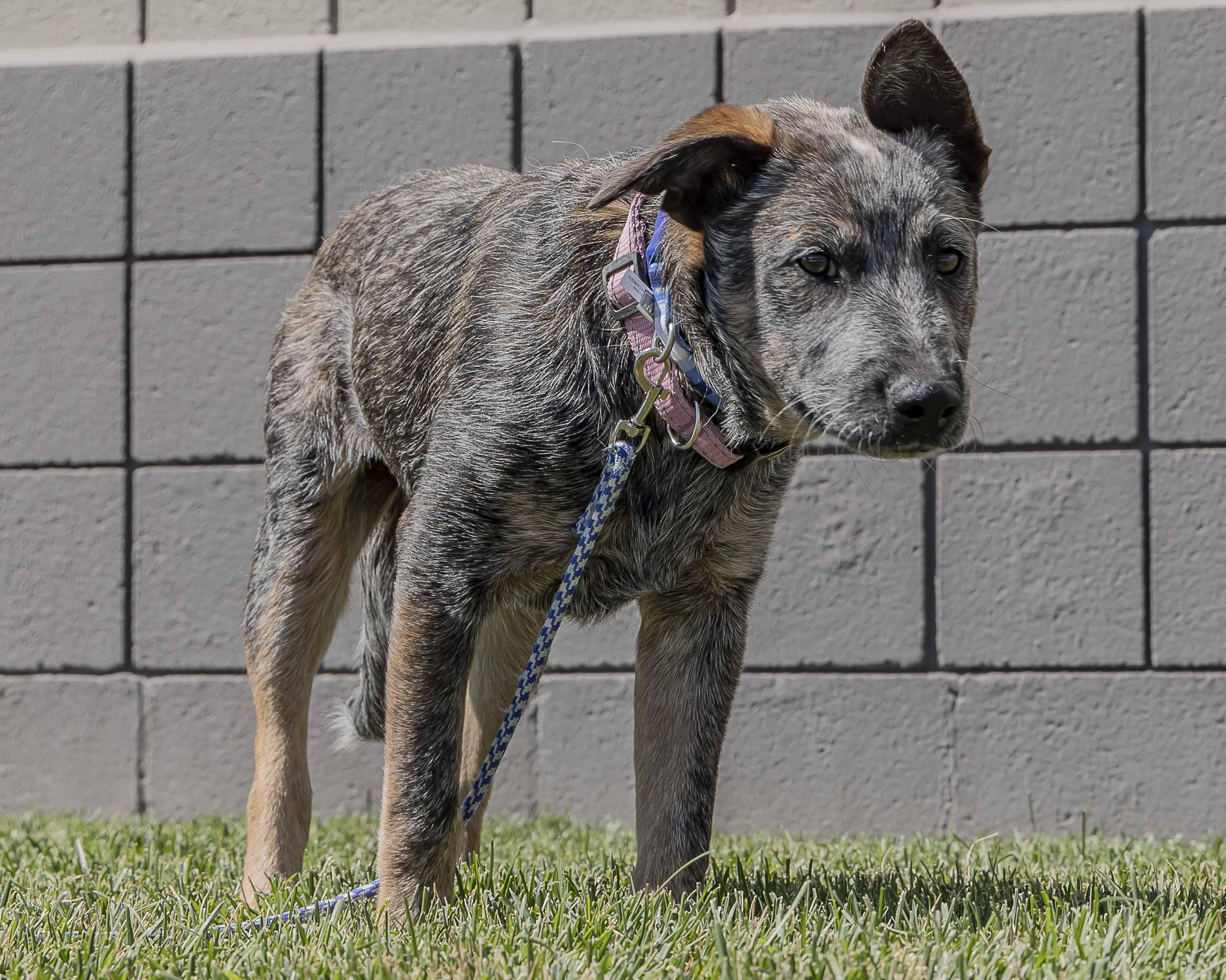 Doobie, an adoptable Australian Cattle Dog / Blue Heeler in Millville, UT, 84326 | Photo Image 5