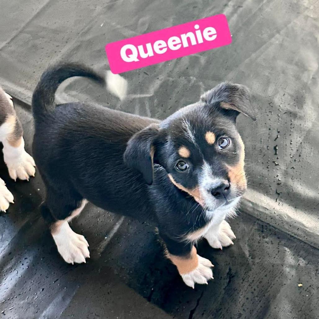Queenie (Dairy Queen), Adoptable, Puppy Female Australian Shepherd & Bluetick Coonhound.