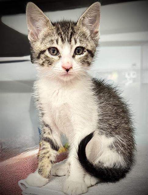 BUCKY*, Adoptable, Kitten Male Domestic Short Hair.