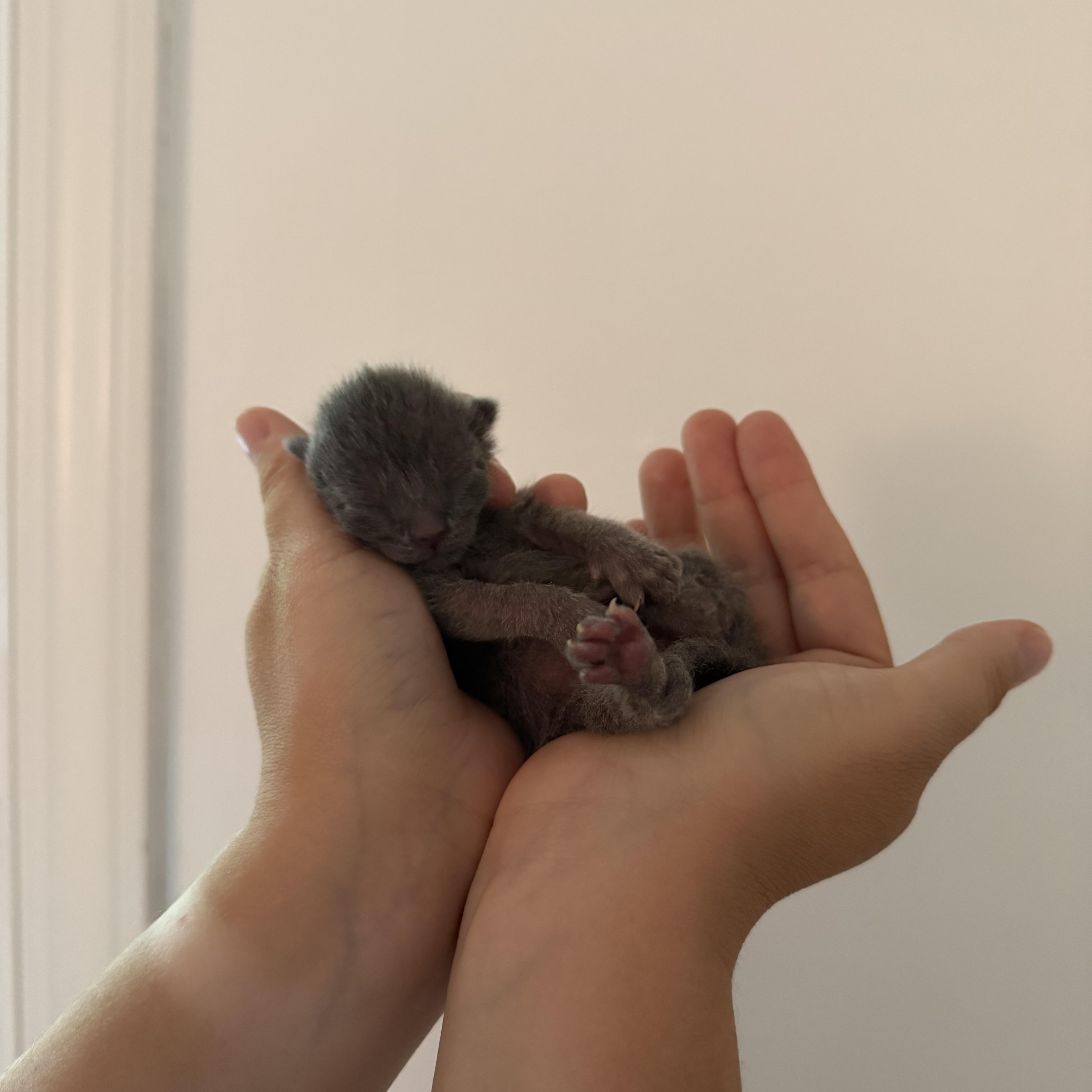 Sprinkle, ADOPTABLE, Kitten Male Domestic Short Hair.