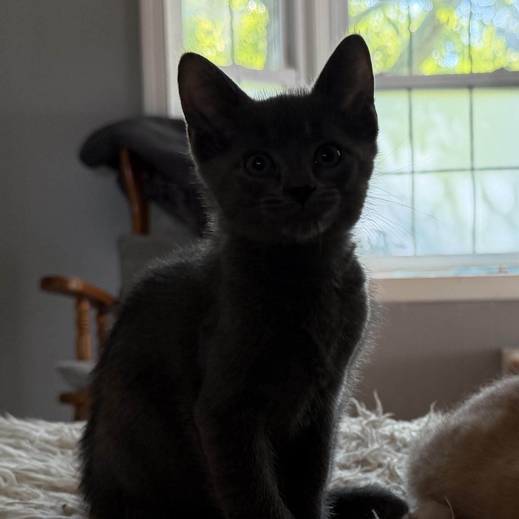 Enlarge Sprinkle, a Adoptable Domestic Short Hair in Greensboro, NC image 4/4