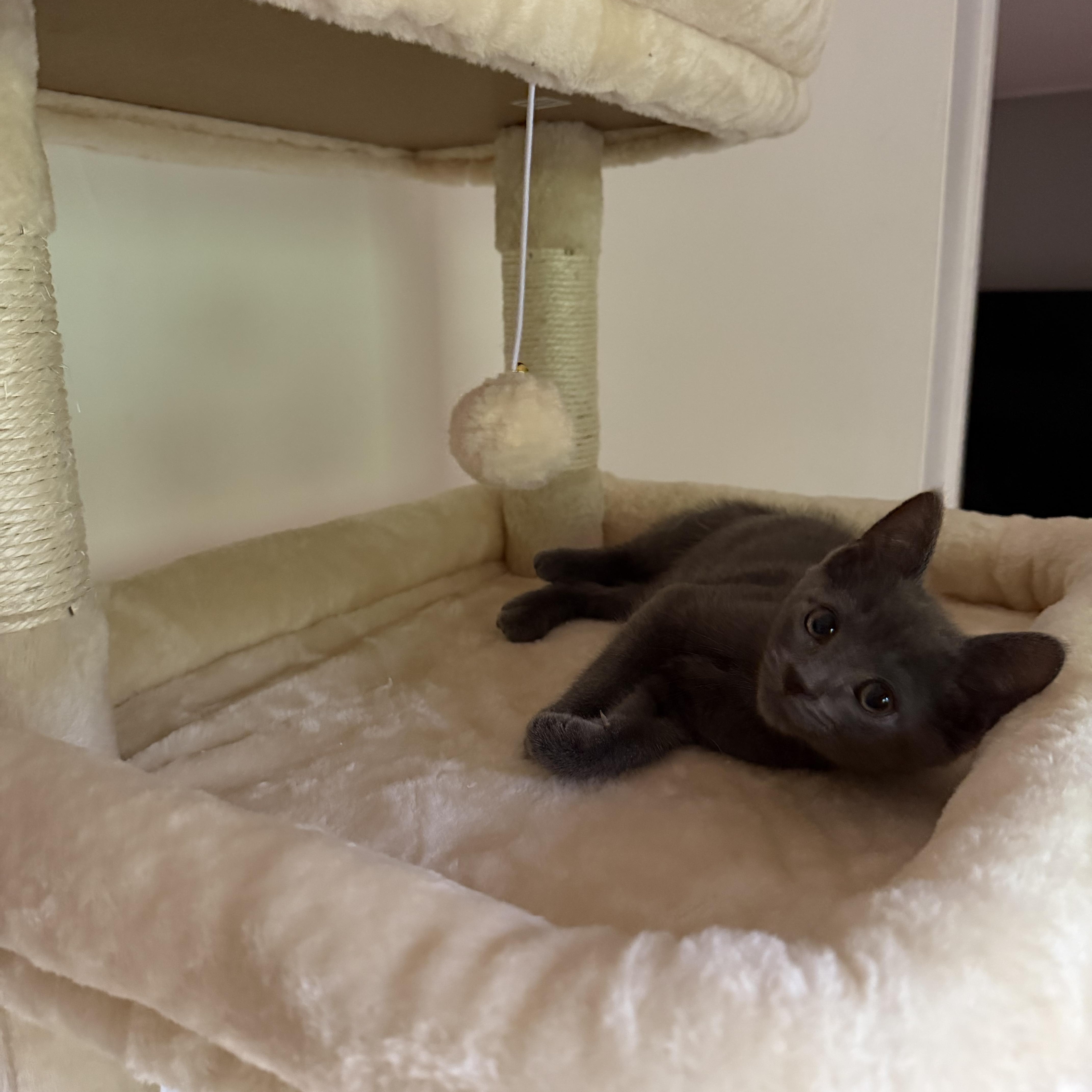 Enlarge Sprinkle, a Adoptable Domestic Short Hair in Greensboro, NC image 1/4