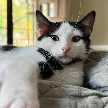 Texas, Adoptable, Kitten Male Domestic Short Hair.