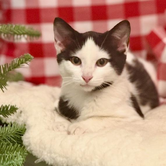 Enlarge Texas, a Adoptable Domestic Short Hair in Houston, TX image 3/4