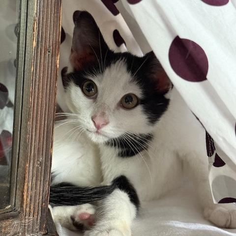 Enlarge Texas, a Adoptable Domestic Short Hair in Houston, TX image 4/4