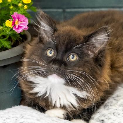 Mousse, a Adoptable mixed breed in Camano Island, WA image 1/3