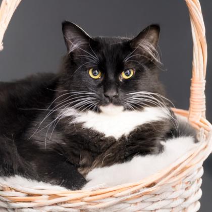 Mousse, a Adoptable mixed breed in Camano Island, WA image 3/3