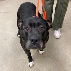 Athena, Adoptable, Senior Female Pit Bull Terrier.