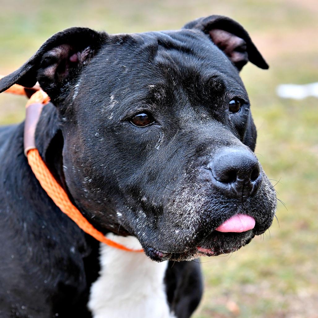 Enlarge Athena, a Adoptable Pit Bull Terrier in York, PA image 2/6