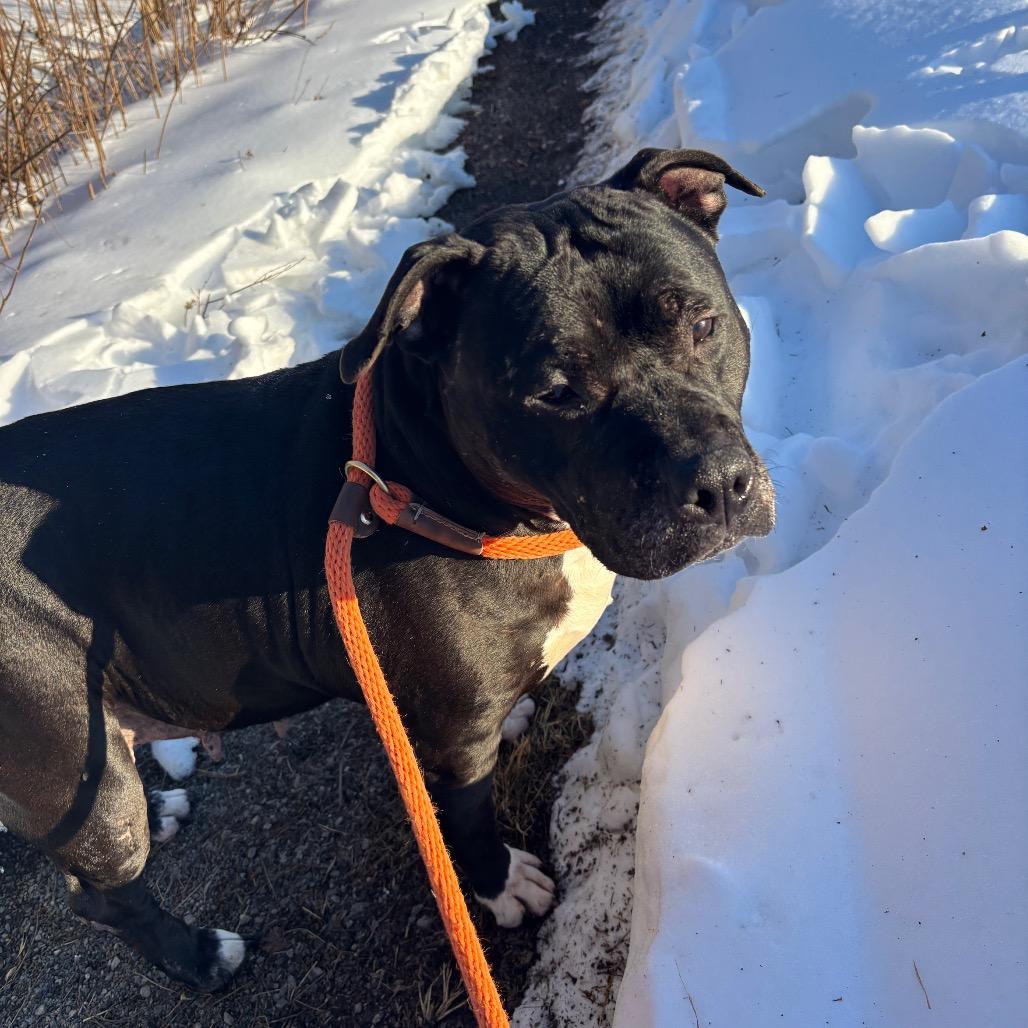 Enlarge Athena, a Adoptable Pit Bull Terrier in York, PA image 3/6
