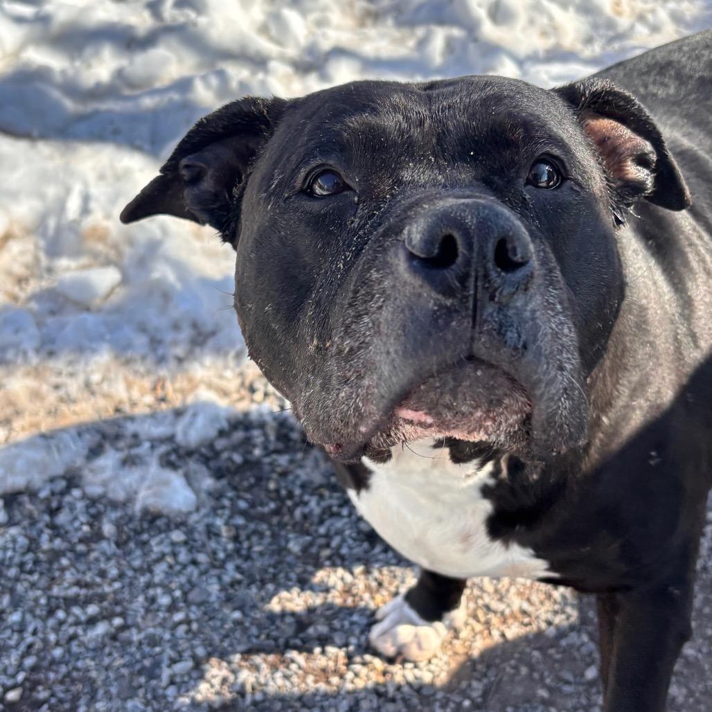 Enlarge Athena, a Adoptable Pit Bull Terrier in York, PA image 4/6